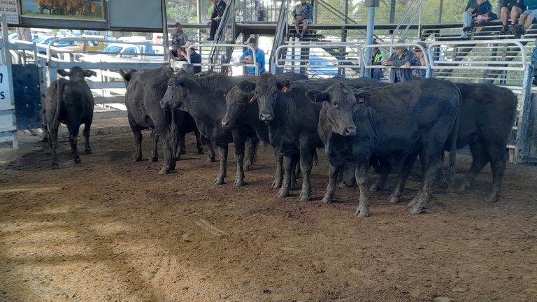 Farrell McCrohon Store Cattle Sale – Grafton Saleyards