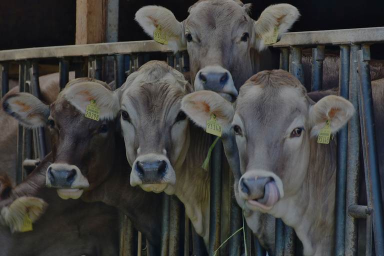 WVLX Mortlake June Store Sale – 1,000 Head Cattle