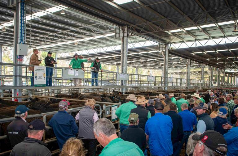Yea Saleyard Complex Monthly Store Sale — 1,500 Head Cattle
