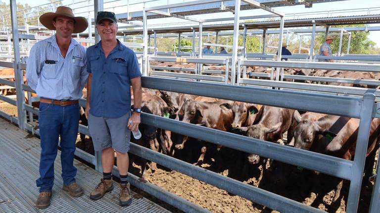 Bartholomew & Co Store Sale – Beaudesert Cattle
