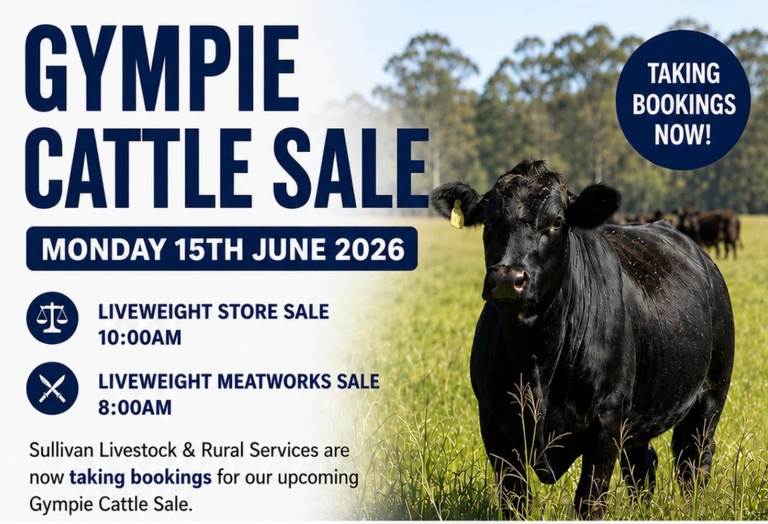 Sullivan Livestock & Rural Services Gympie Liveweight Store Cattle Sale — 1,500 Head
