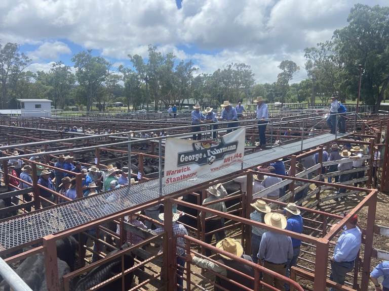 George & Fuhrmann Stanthorpe Store & Weaner Sale 1100 Head Cattle