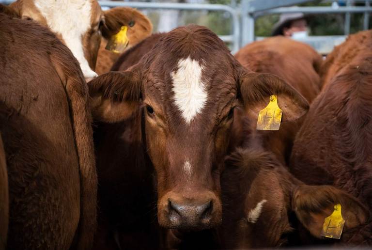 Shepherdson & Boyd Toogoolawah Weaner Sale 2700 Head Cattle