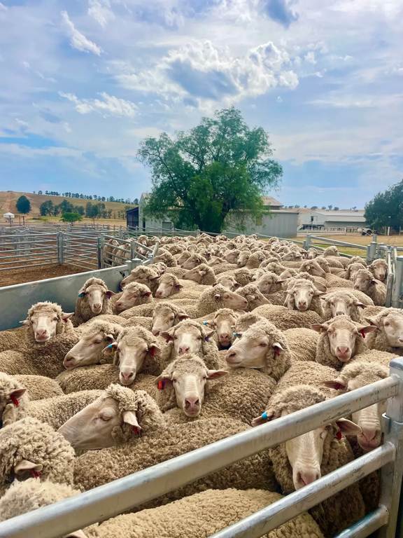 Roseville Park Merino Stud On-Property Ram Sale 