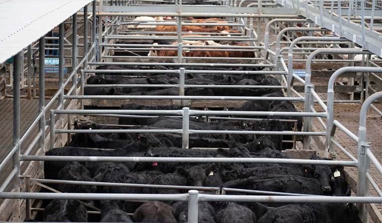 Bowe & Lidbury Maitland Store Sale — 600 Head Cattle