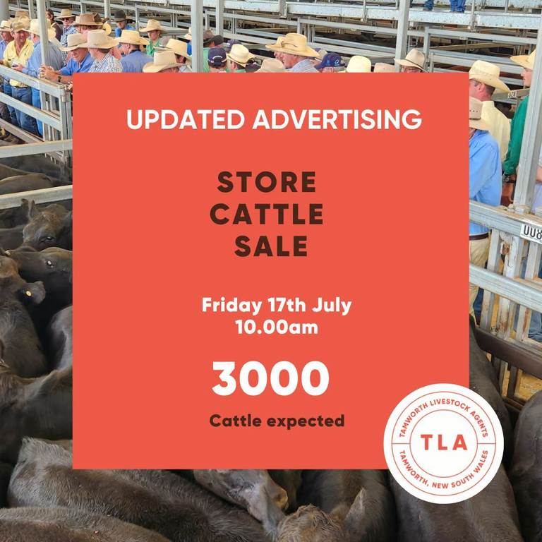 Tamworth Livestock Agents Store Sale – 3,000 Head Cattle