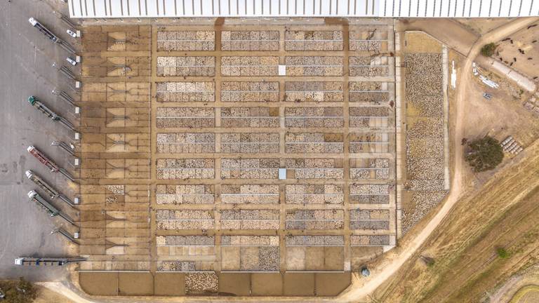 Naracoorte Combined Agents Store Cattle Sale