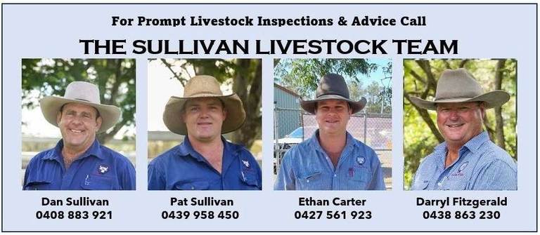 Gympie Cattle Sale – 1,350 Head Store & Meatworks Cattle