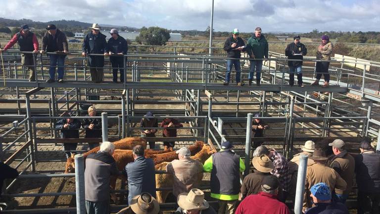 Kyneton Livestock Agents Association Store Cattle Sale – 400 Head Cattle