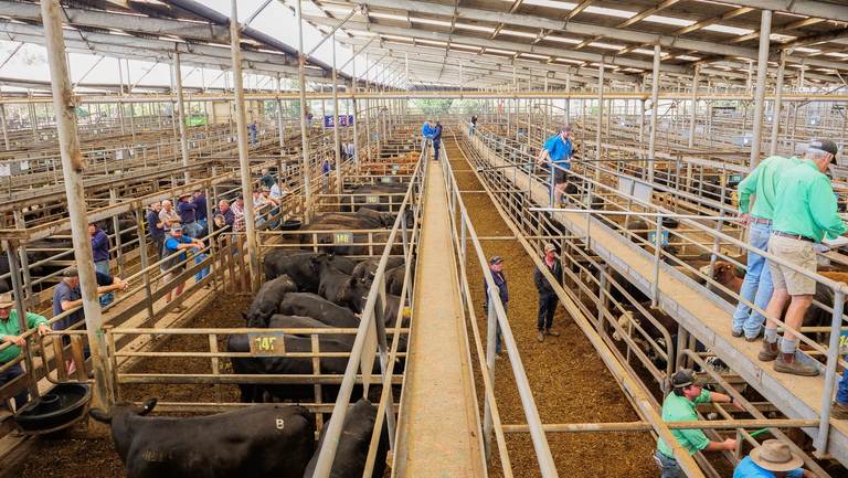 South Gippsland Associated Agents Store Sale – 460 Head Cattle, EVLX Leongatha