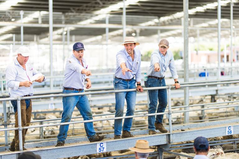 WVLX Mortlake August Store Sale – 2,500 Head Cattle