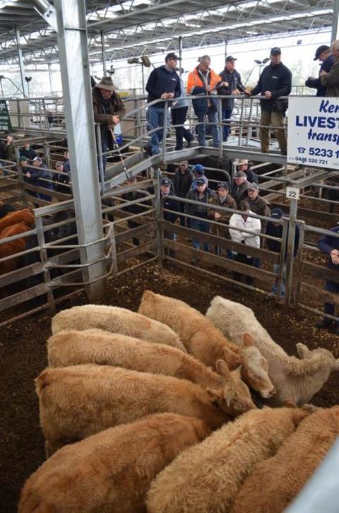 Colac Stock Agents Association Store Cattle Sale – Colac Regional Saleyards