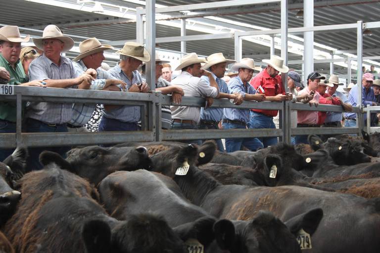NVLX Wodonga Store Cattle Sale – 1,500 Head – Cattle
