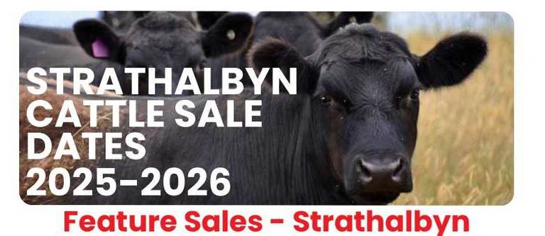 Strathalbyn Saleyards Feature Cattle Sale – 800 Head Store Cattle