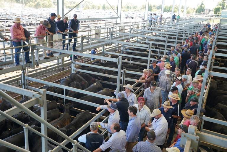 CVLX Ballarat Monthly Store Cattle Sale – 3,500 Head Cattle