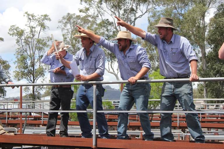 Bowe & Lidbury Maitland Store Sale – 600 Head Cattle