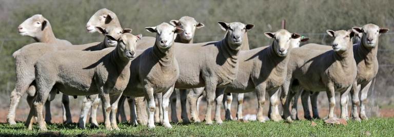 Redline Stud & Nutrien Ag Solutions Annual On-Property Sale – 110 Poll Dorset & Charollais Rams