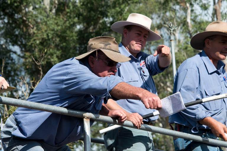 Gooch Agencies Gloucester Bull & Female Sale – 300 Head Cattle