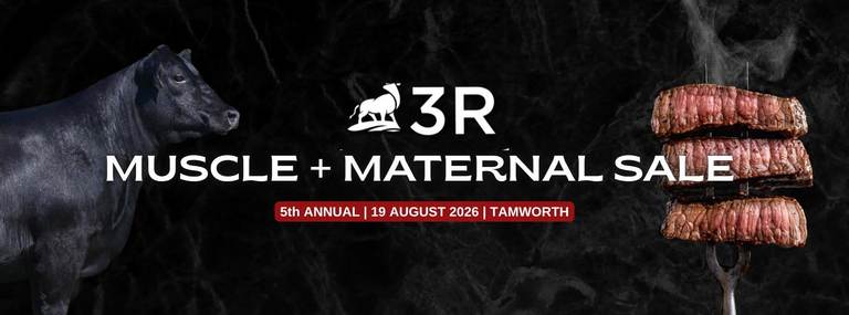 Elders Tamworth 3R Angus Bull & Genetics Sale 50+ Angus Bulls
