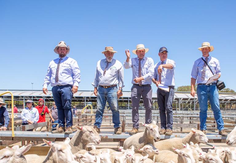 Pinnaroo Off Shears Sale – 8,500 Head Sheep