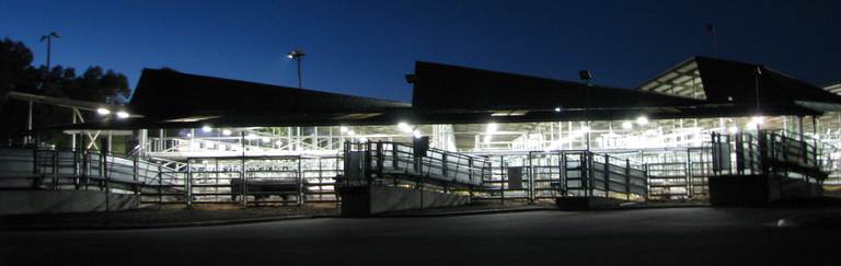 East Gippsland Livestock Exchange Bairnsdale Store Cattle Sale – 1,500