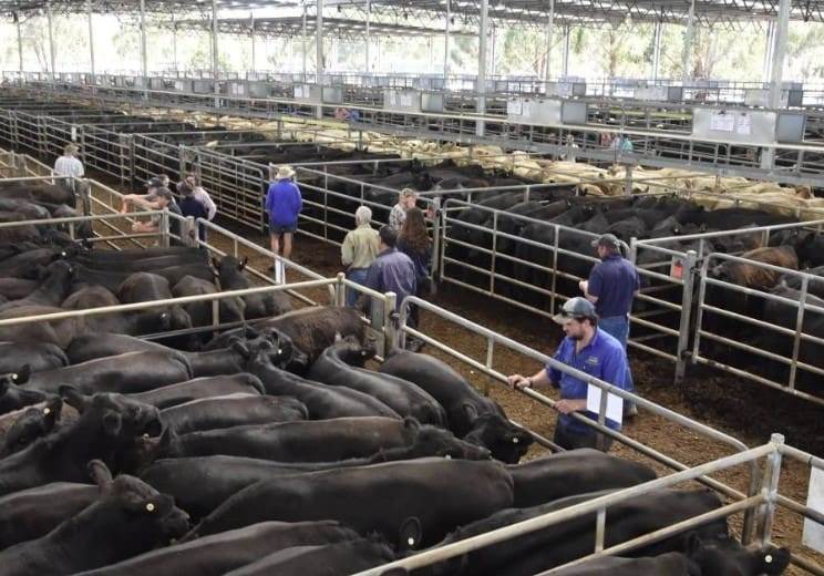 Nutrien Yea Monthly Store Sale – 1,500 Head Cattle
