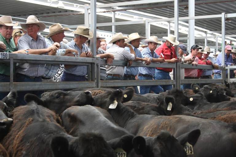 NVLX Wodonga Store Cattle Sale – 2,000 Head Store Cattle