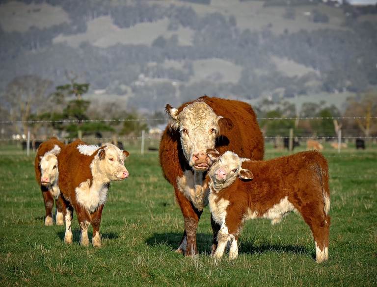 Nutrien & Alex Scott Agents Store Sale — 340 Head Cattle (Weaners & Grown)