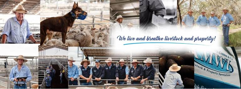 CTLX Carcoar Store Sale – 525+ Head Cattle (Steers & Heifers)