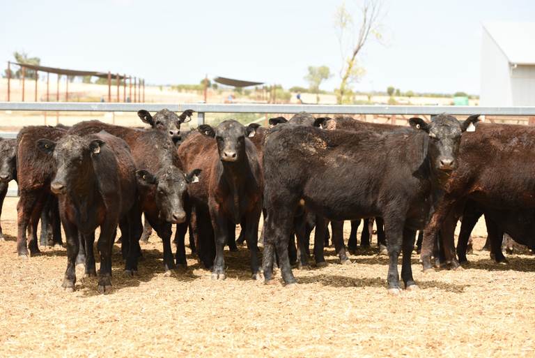 JS Grazing – 120 Angus Heifers - AuctionsPlus Weaner & Yearling Sale