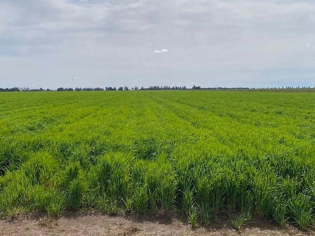 105 McLarty Road, Coleambally NSW 2707