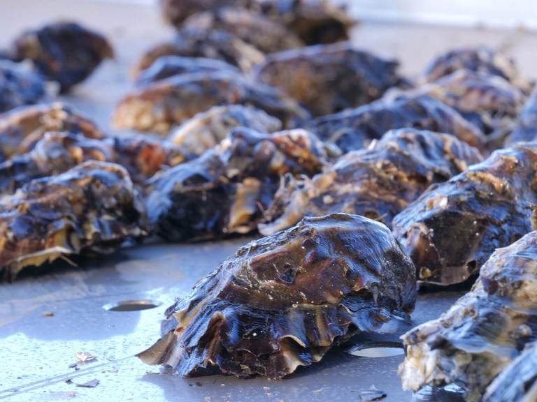 St Helens Oysters - 434 Binalong Bay Road, St Helens TAS 7216