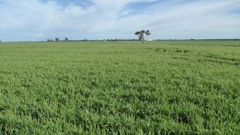 Sec 152 Rowney Road , "mawson" Bordertown SA 5268