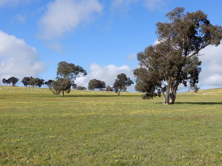 260 Gerritsens Road, "karamara Park West" Naracoorte SA 5271
