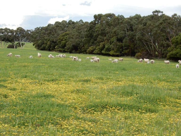 Range Road, "the Prarrie" Sec 317 & 318 Naracoorte (cadgee) SA 5271