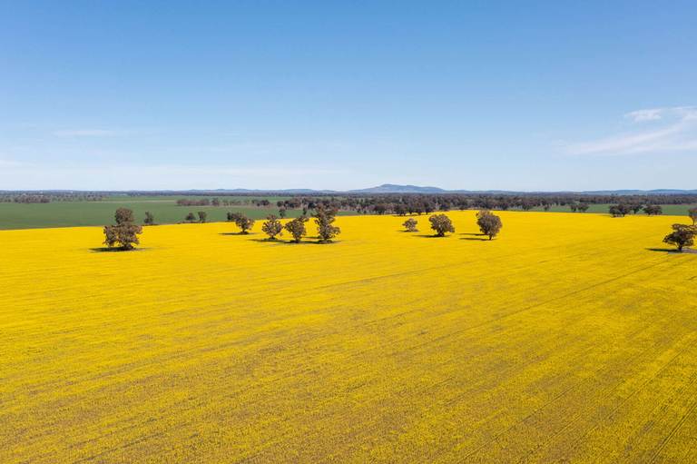 131 Lagoon Road West, Forbes NSW 2871