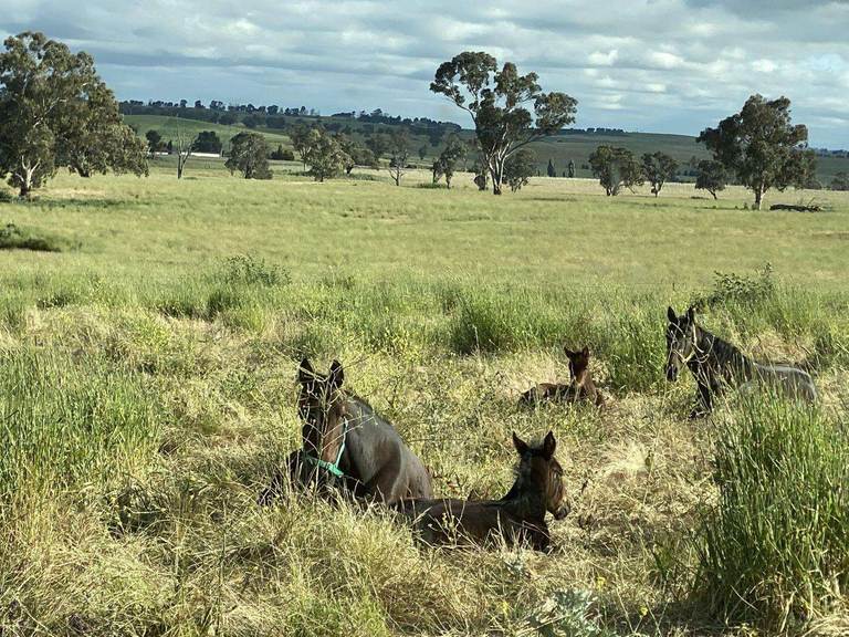 380 Bidgeeribbin Road, Bathurst NSW 2795
