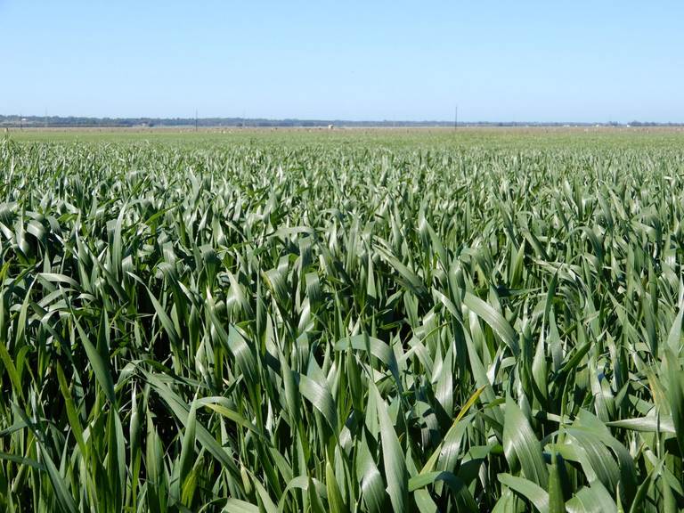 "Brogans" Wardles Road, Naracoorte SA 5271