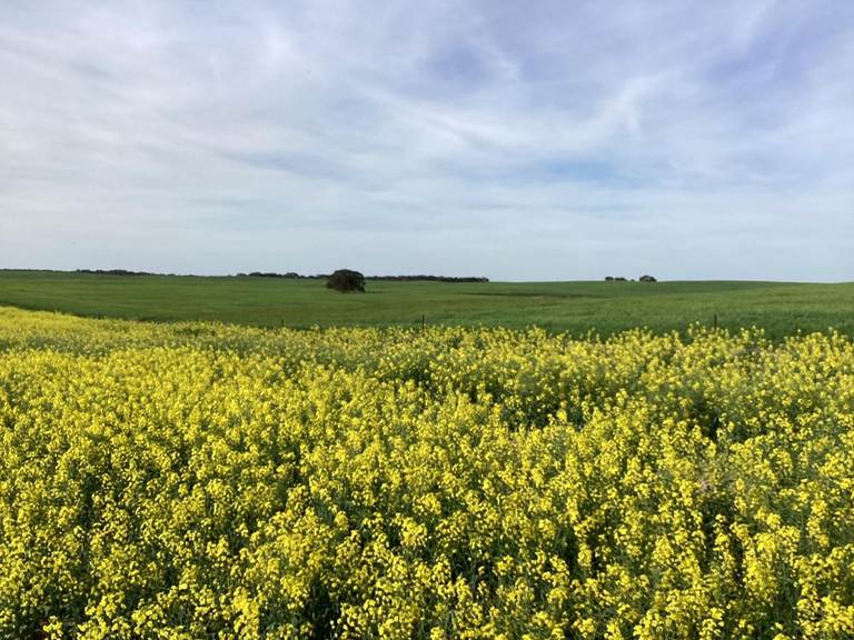 Hiscock's / O'Dea's / Zanker's Roads, Netherby Via Nhill – West Wimmera VIC 3418