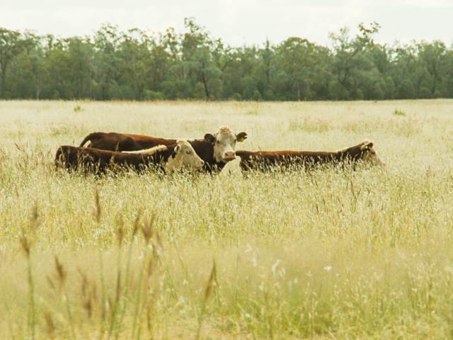 Old Moonie Road, Southwood QLD 4406