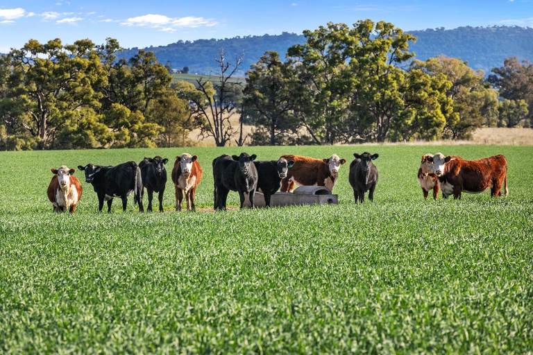 583 Glen Alpine Road, Werris Creek NSW 2341