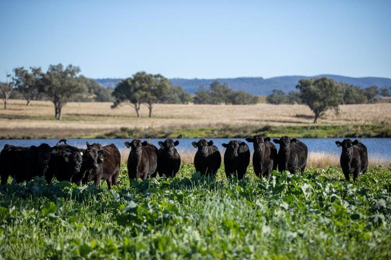 3243-3351 Trevallyn Road, Upper Horton NSW 23477