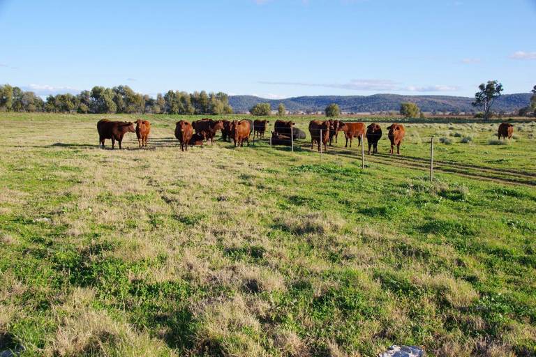 207 Henriendi Lane, Narrabri NSW 2390