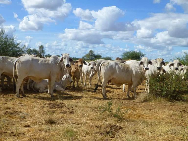 Ernestina Plains, Oorindi QLD 4824
