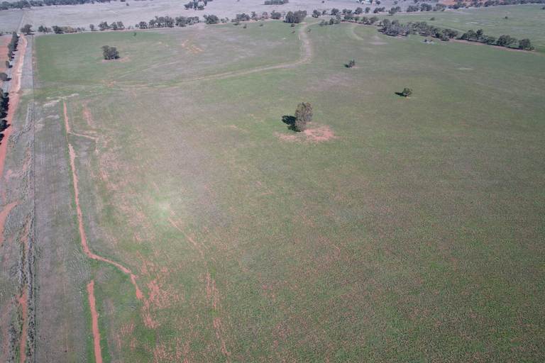Plevna North, Boorr Hill Road, Trundle NSW 2875