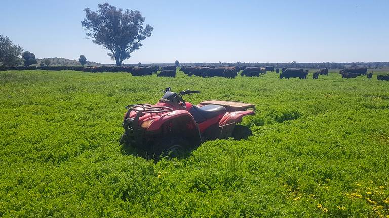 5128 Tooraweenah Road, Gulargambone NSW 2828