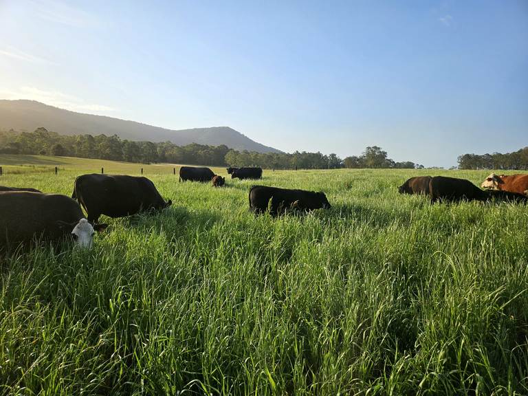 179 Gresford Road, Paterson NSW 2421