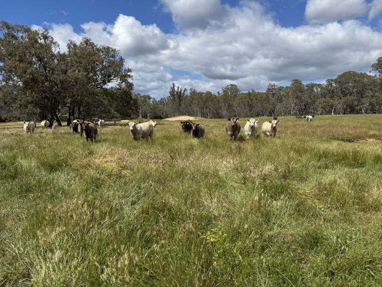 Ledcourt Road, Ledcourt VIC 3385