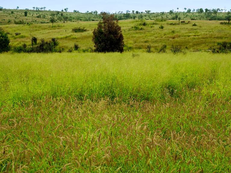 'Telemon', Woolein Via Banana QLD 4702