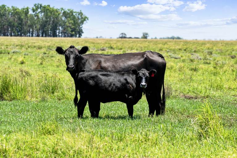 2001 Millmerran Cecil Plains Road, Millmerran QLD 4357